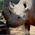 Zimbabwe - Black Rhino - 1